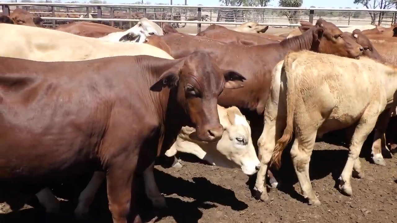 105 WEONA BACKGROUNDER STEERS. HGP FREE - AV 284.2KG CURFEWED