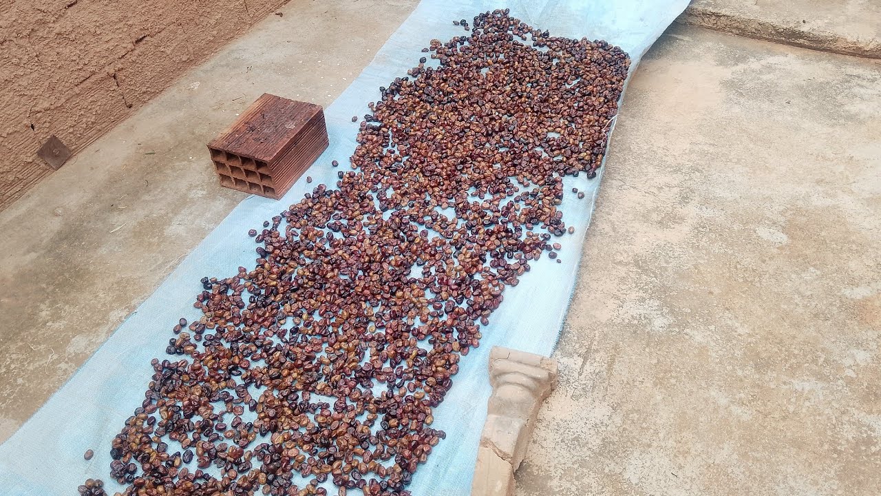 زيتون مدقوق تقليدي على طريقة زوجي 🇩🇿 طعم زمان لذة لا تقاوم