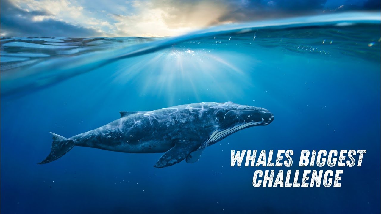 Whale Resilience - Overcoming Challenges