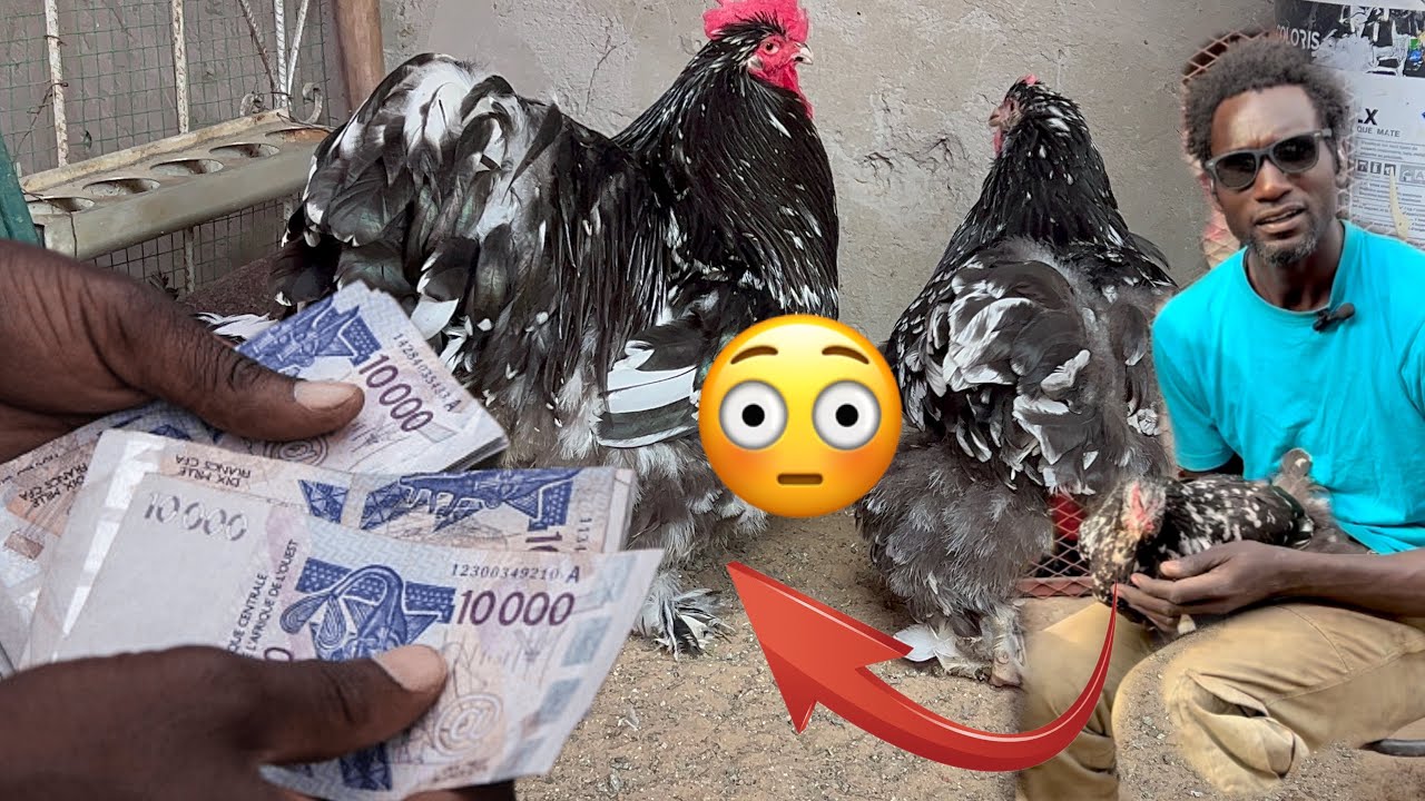 Amna Guinarou🐓 1milion 😳Poule d&rsquo;ornement Dokhontou &eacute;leveur ak Adama gueye
