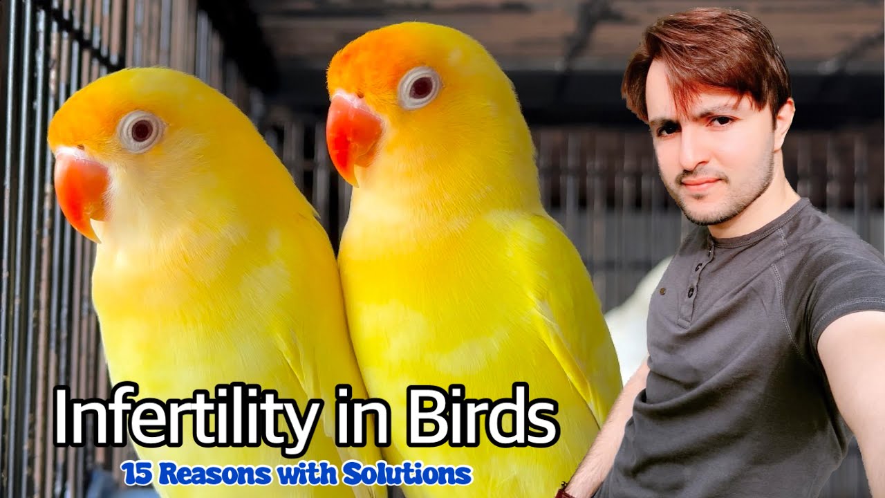 Infertility in Birds || Reasons & Solution