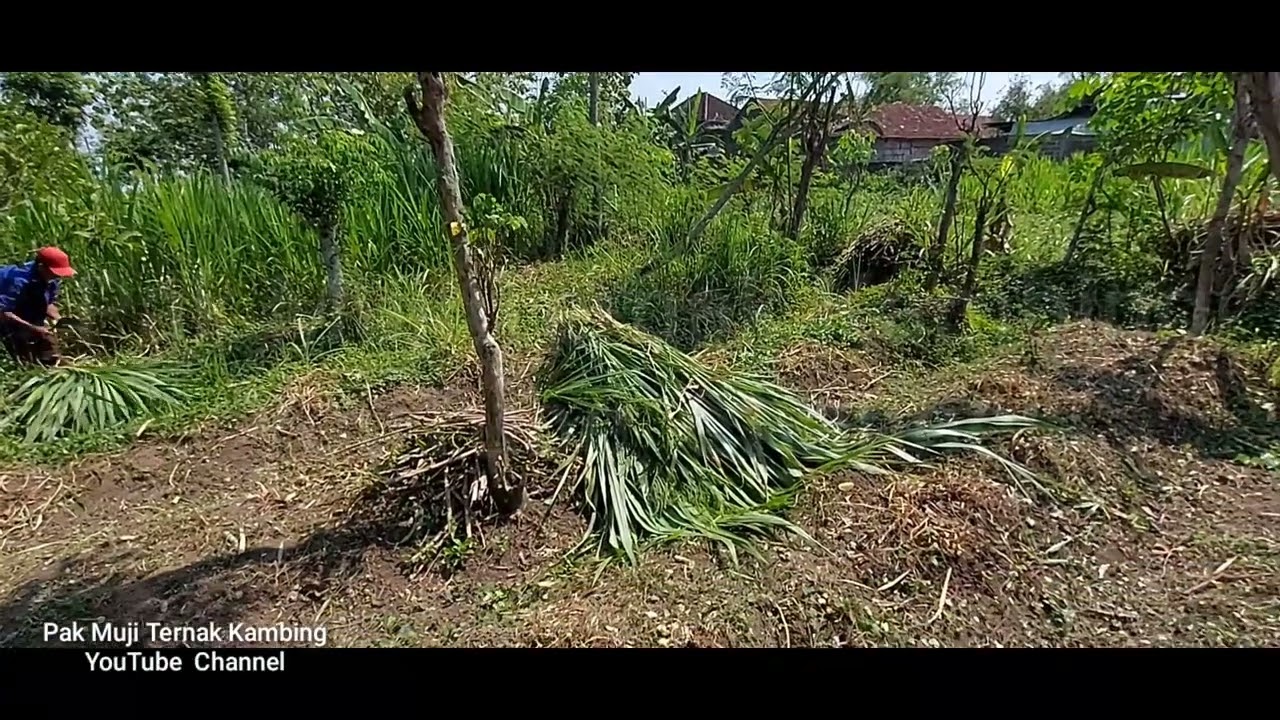 Panen Rumput Pakchong Secara Serentak Untuk Bahan Silase‼️