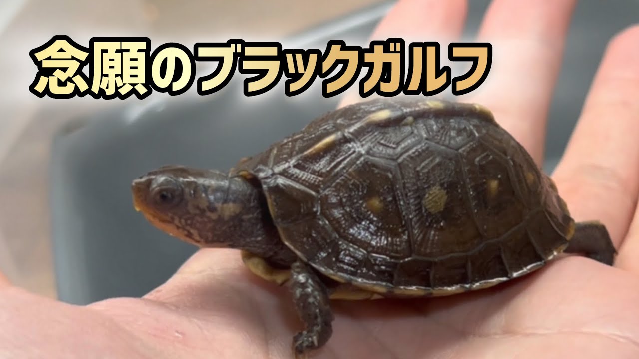 【最高峰の黒】幻のガルフコーストハコガメ！遂に我が家にやってきた...