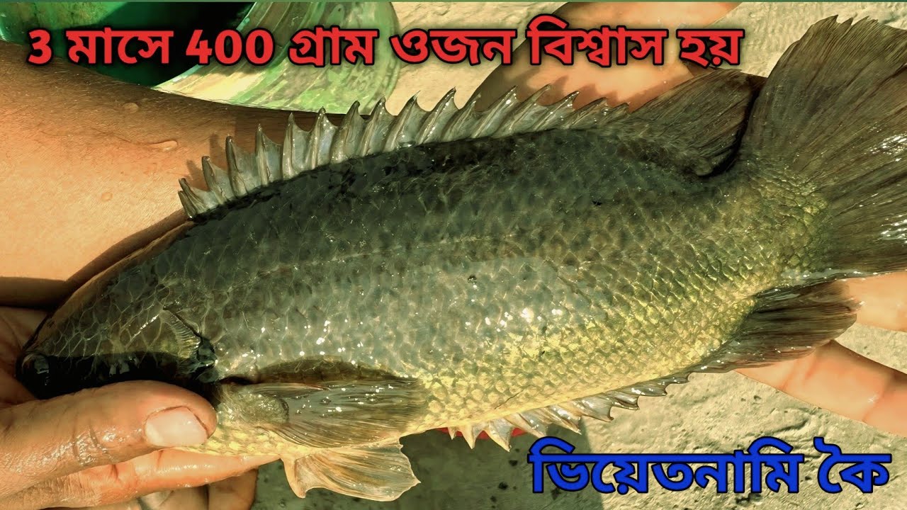 ভিয়েতনামি কৈ মাছ 4 মাসে বাজারজাত করার সহজ উপায় 01799515226
