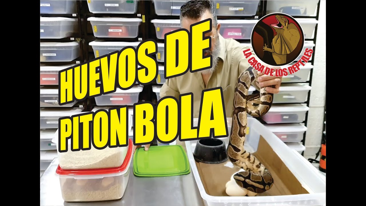 HUEVOS DE PITON BOLA - primeras puestas de piton bola 2021- reproduccion de piton