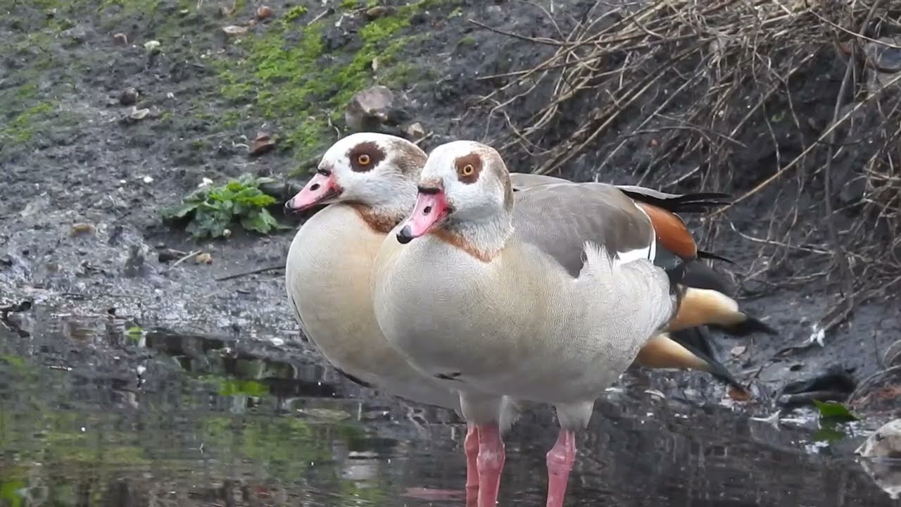 Egyptian Geese Grooming on a Riverbank 🪿 | Alopochen aegyptiaca