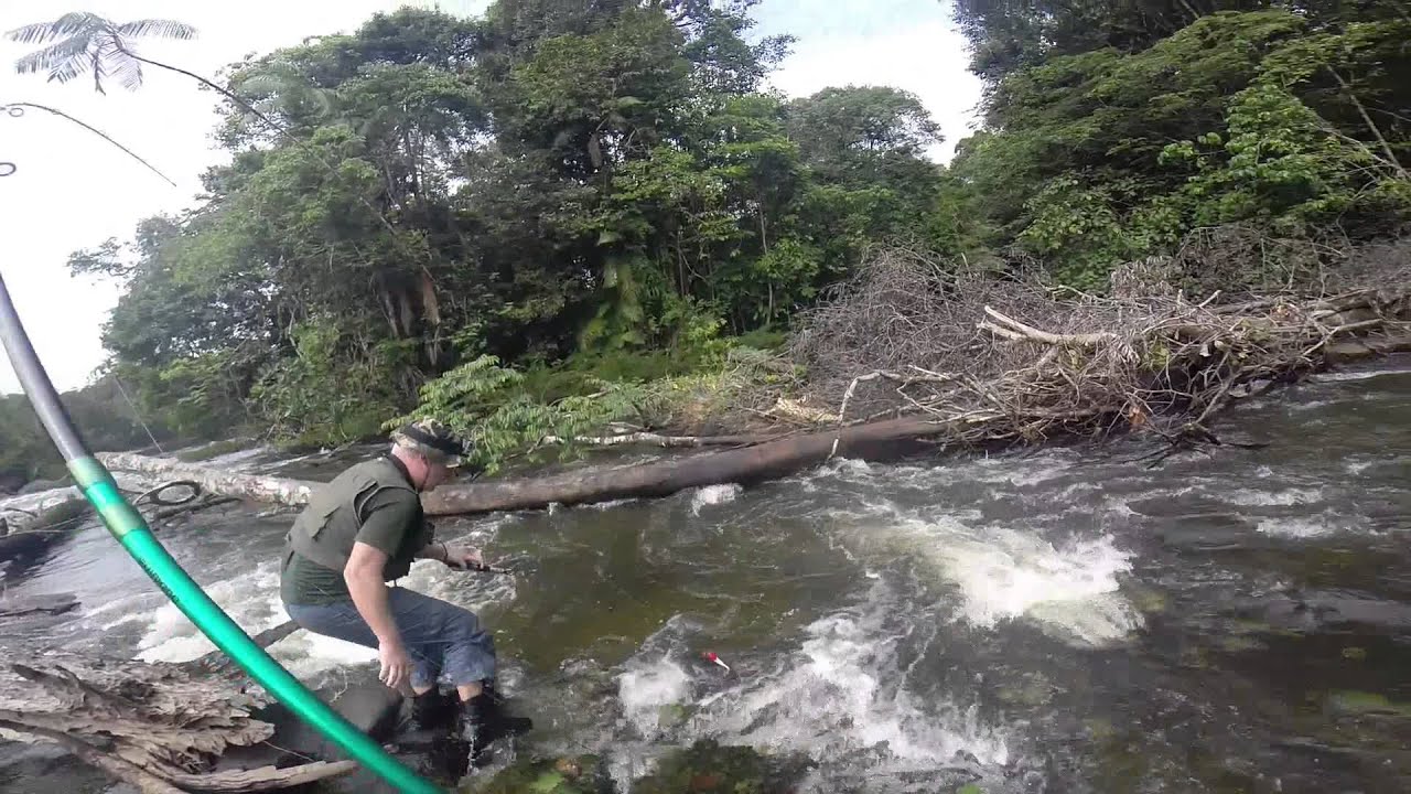 Session Aïmara Guyane Janvier 2015