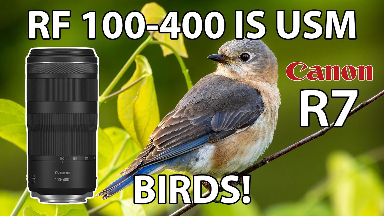 RF 100-400 Budget Telephoto Lens Bird Photography Canon EOS R7