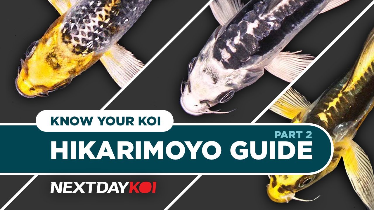 Hikarimoyo Koi: Kujaku, Kikokuryo, Kin Kikokuryo  | Know Your Koi Episode 7.2 | Next Day Koi