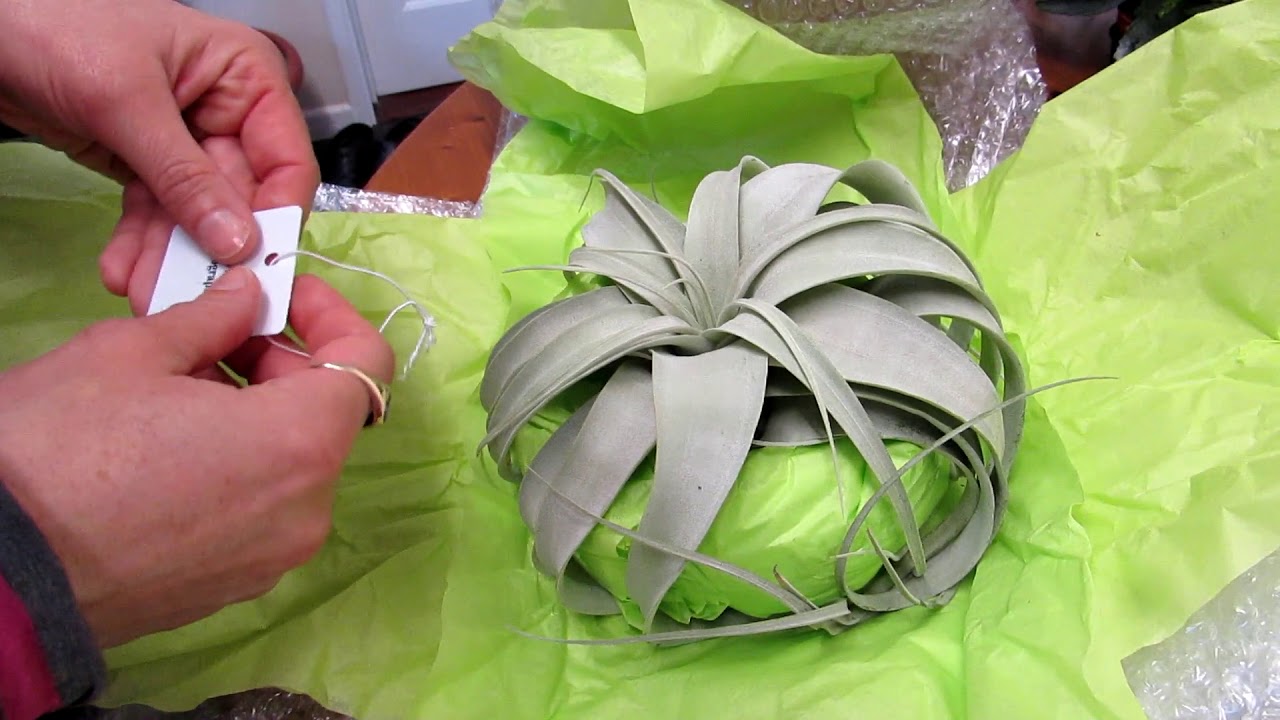Our beautiful NEW Airplant Tillandsia xerographica from Craftyplants.co.uk
