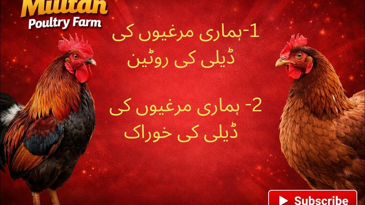 Murgiyon ki daily ki routine daily ki khurak khuli fiza mein