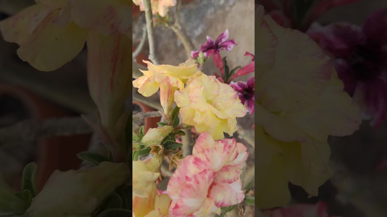 Different colour flowers in one Adenium Plant