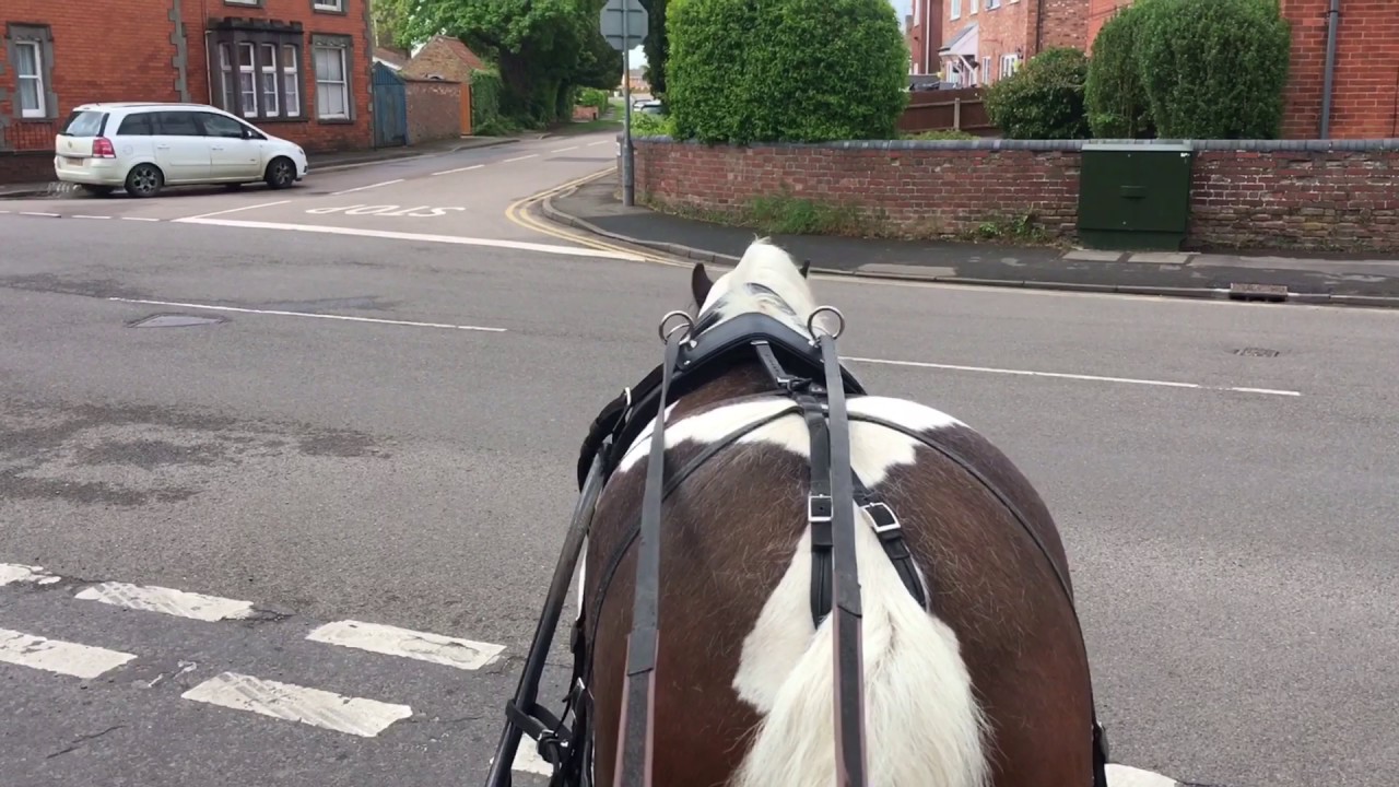 Breaking & Training your driving horse