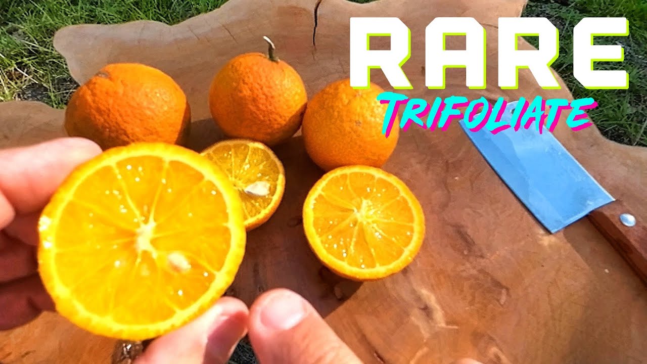 NEW ❄️ Cold Hardy CITRANDARIN Hybrid 🍊Satsuma x Trifoliate Cross • SEEDLESS 🍍Pineapple Flavor • 🥶