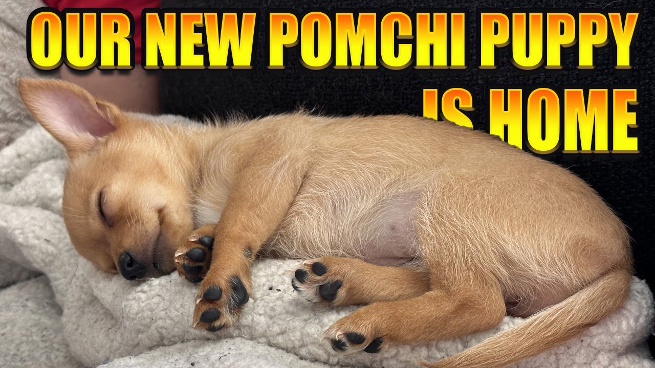 Our 8 Week Old Pomchi (Pomeranian Chihuahua Mix) Puppy is Finally Home!