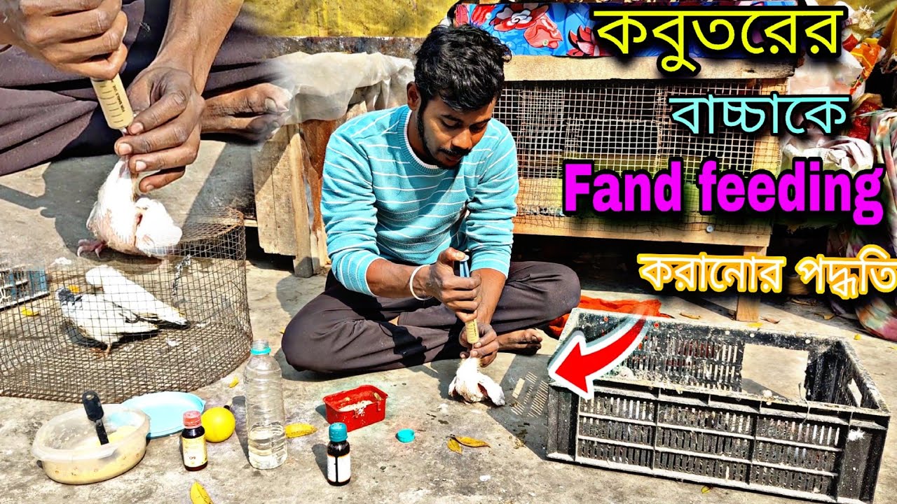 কবুতরের বাচ্চাকে hand feeding করানোর সহজ পদ্ধতি 🔥#pigeoncare