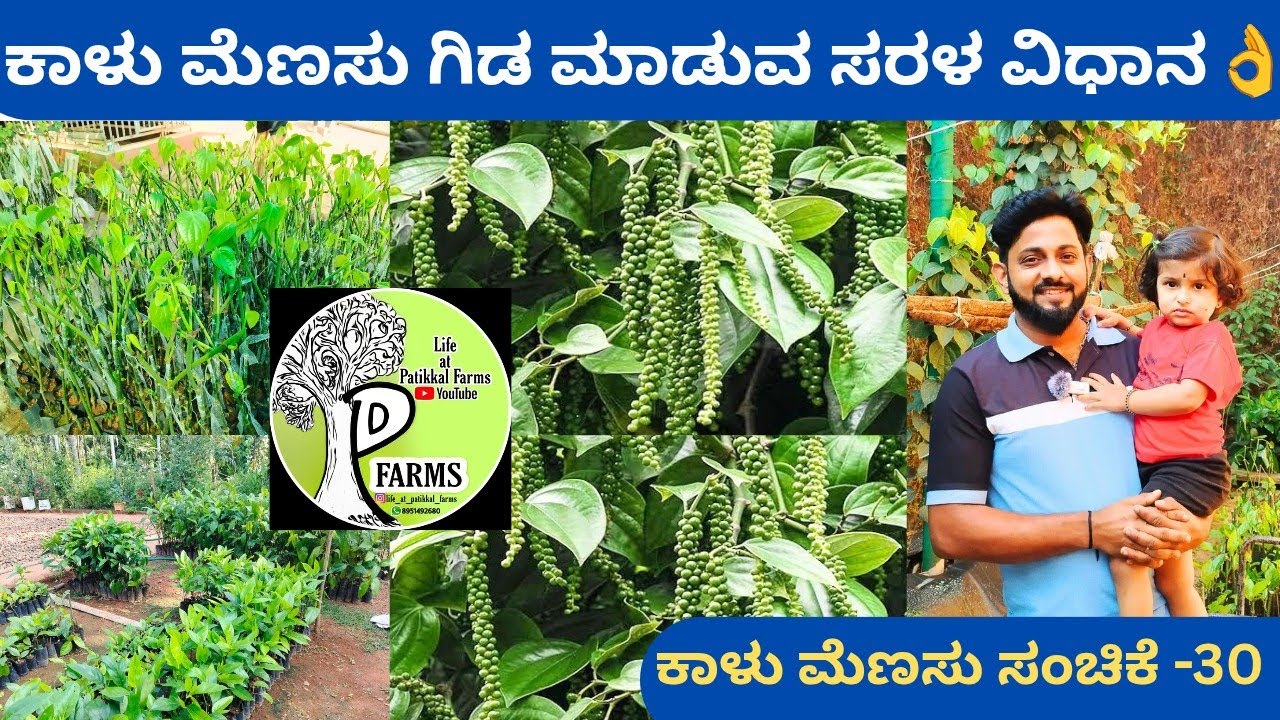 ಕಾಳು ಮೆಣಸು ಕೃಷಿಯ success story‼️ನೀವು ನೋಡಿರದ ಅತ್ಯುತ್ತಮ ಮಾಹಿತಿ @ಪ್ರಶಾಂತ ನಾರಾಯಣ ಪಟಿಕ್ಕಲ್ ಪುಣಚ ವಿಟ್ಲ 