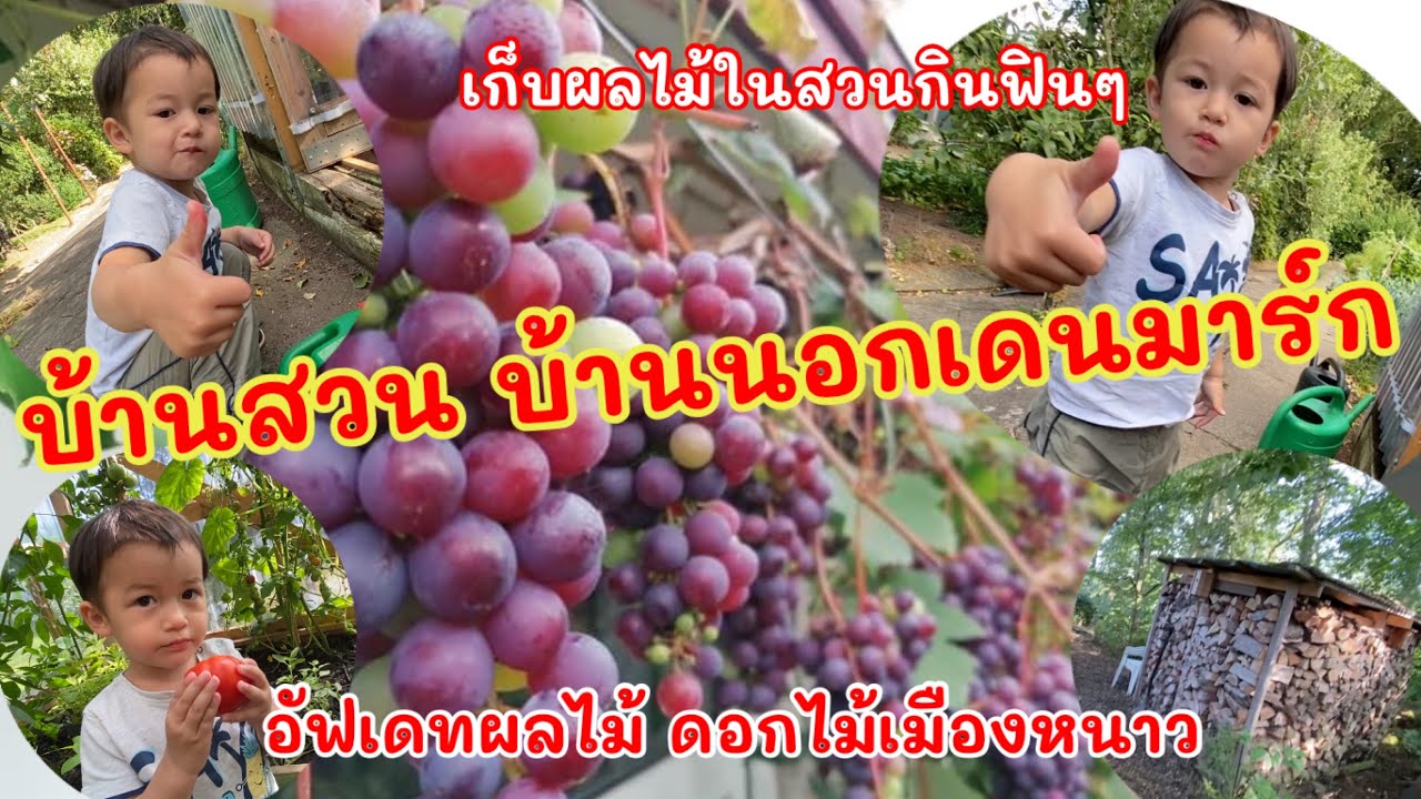 ชิมผลไม้เมืองหนาวในบ้านสวนบ้านนอกเดนมาร์ก บรรยากาศหน้าร้อนที่เดนมาร์ก