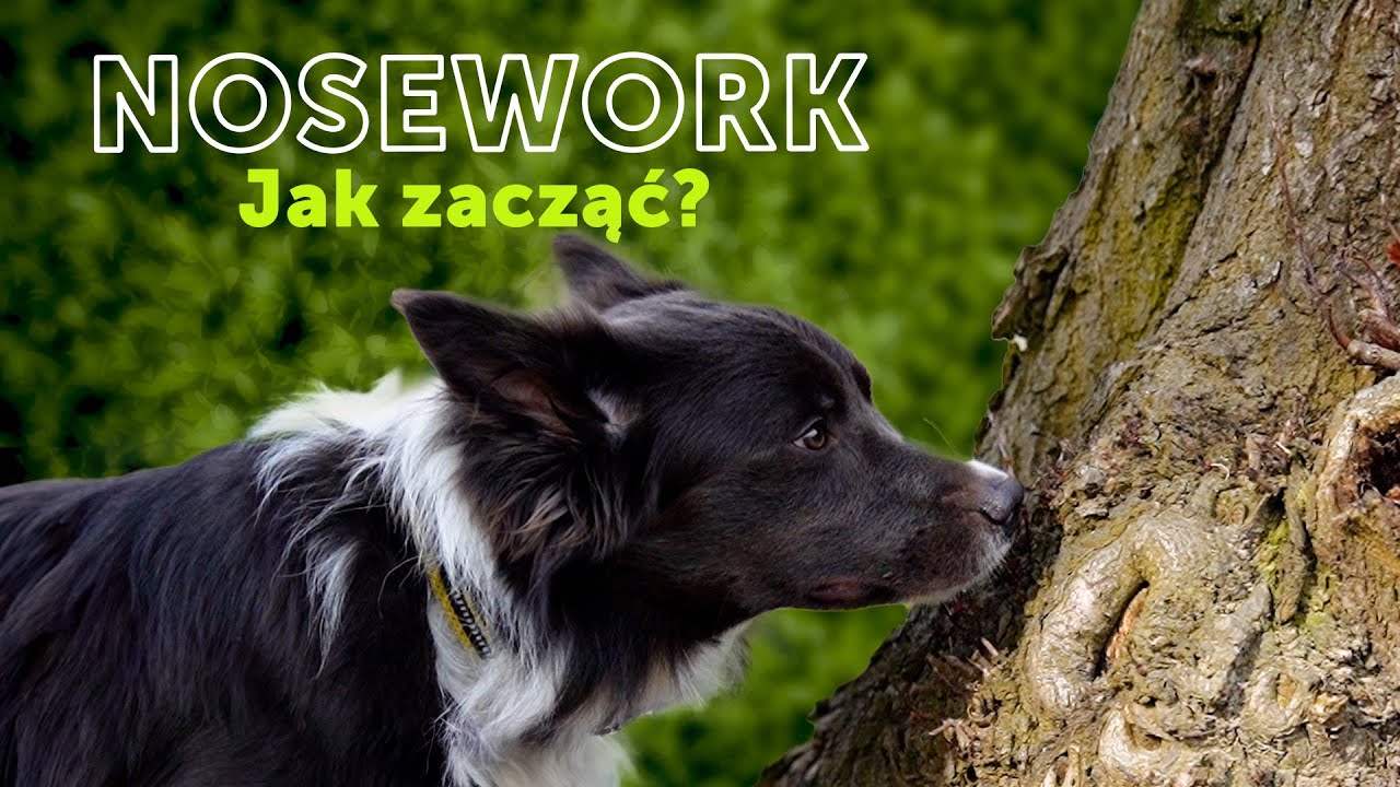 NoseWork - jak zacząć?