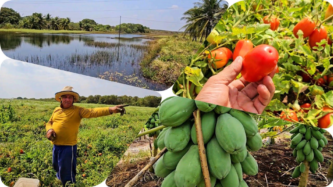 2°PARTE IRRIGAÇÃO BAIXO ACARAÚ SÃO PLANTAÇÕES GIGANTESCAS DE FRUTAS MUNICÍPIO DE ACARAÚ CE,