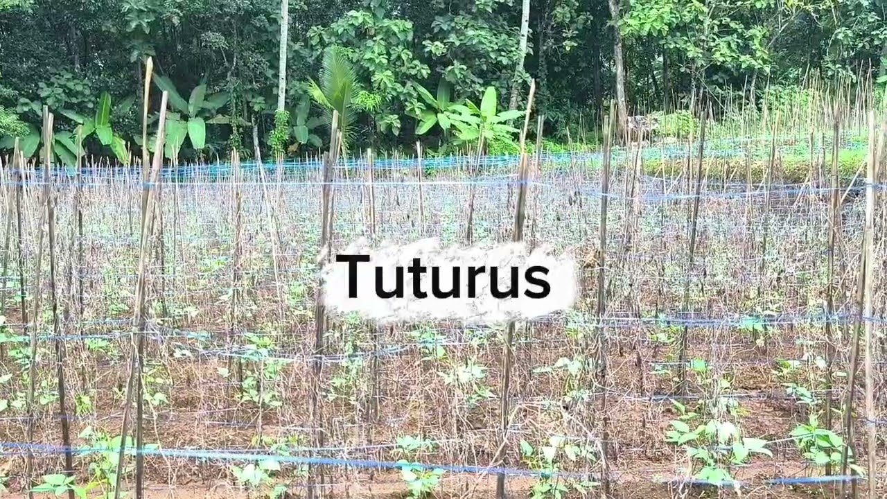 Pertanian Kacang Panjang/Long Bean  #farming #pertanian #vegetables #sayuran #nature #indonesia