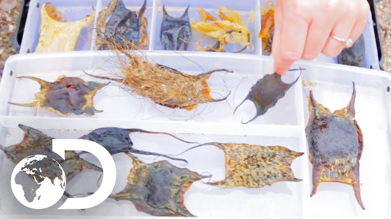 Join The Search For Shark Eggcases! | The Great Eggcase Hunt | SHARK WEEK 2018