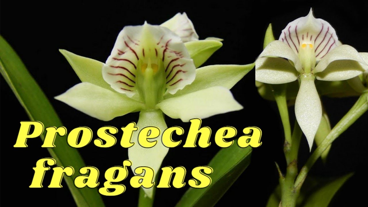 Prostechea fragans / Divisiòn y cuidados