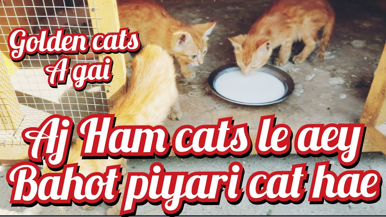 Aj ham golden cats le aey 😄 