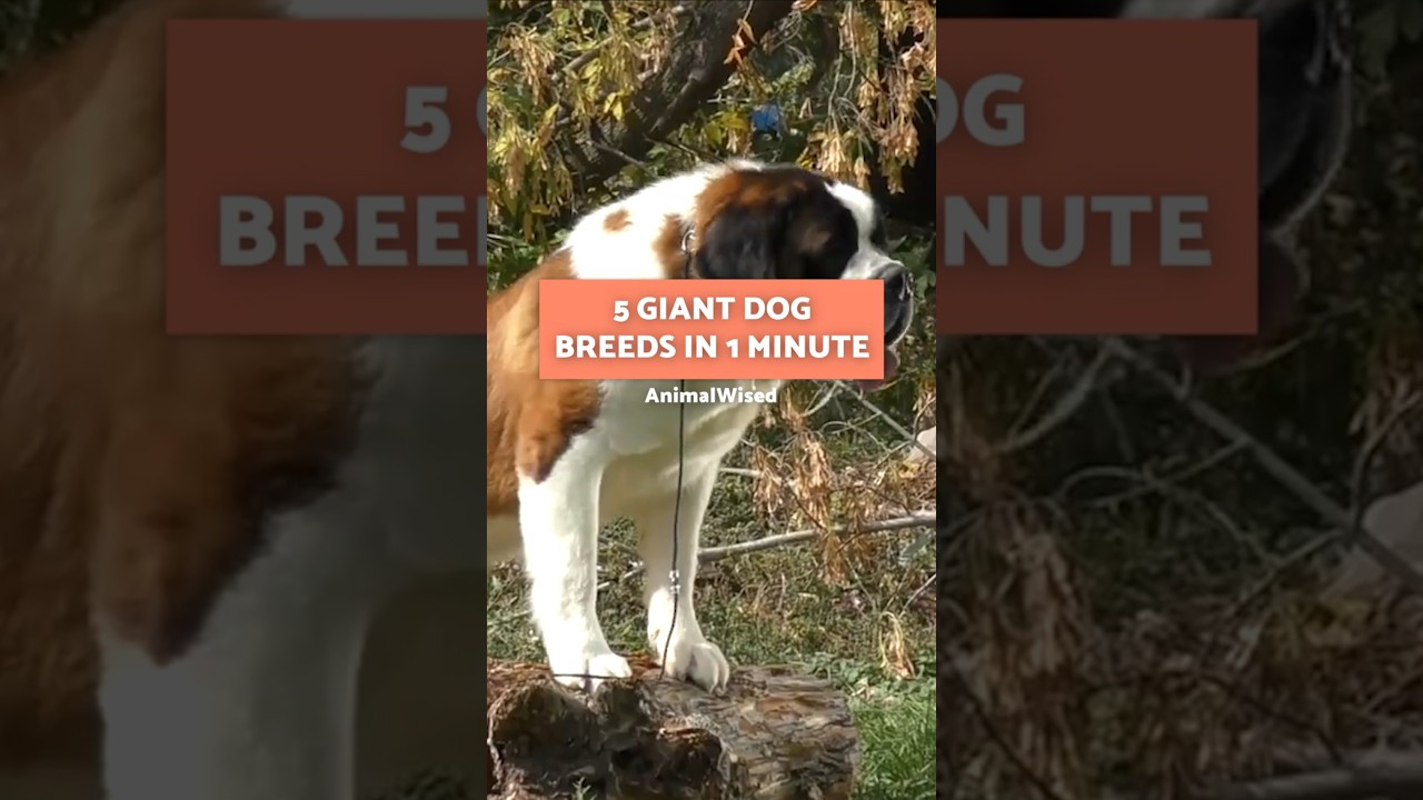 5 Giant Dog Breeds in 1 Minute 🐶💜 