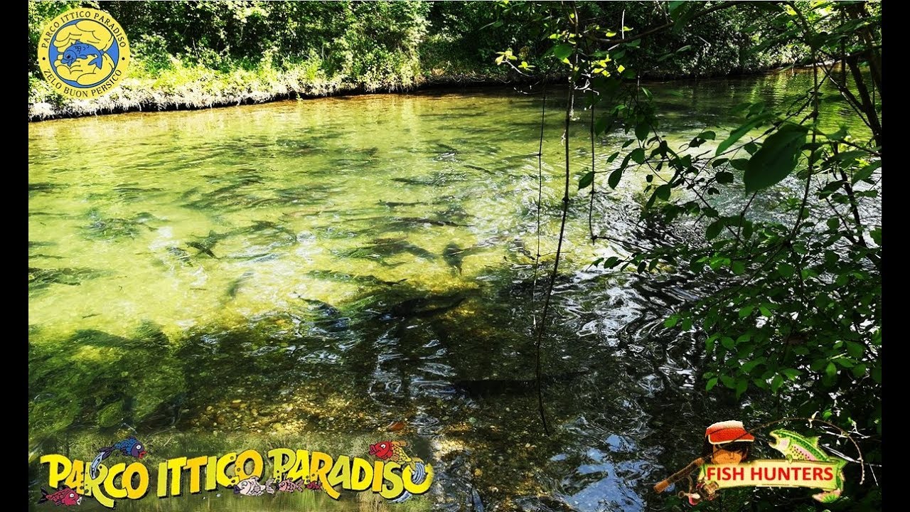 Parco Ittico Paradiso : Marmorate, Lucci, Pesci Gatto Albini, Siluri e tanto altro ancora