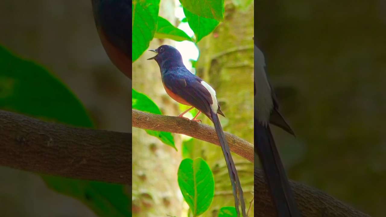 Wild Birds Singing in Nature | Real Sounds Only, Relaxing Ambience for Focus & Calm