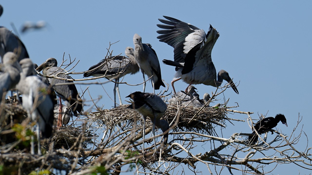 EP526 AMAZING PLACE OF AVIAN BIRD CRANE NESTING ON THE TREE FLOODED FOREST RAINFOREST RELAXING FILM