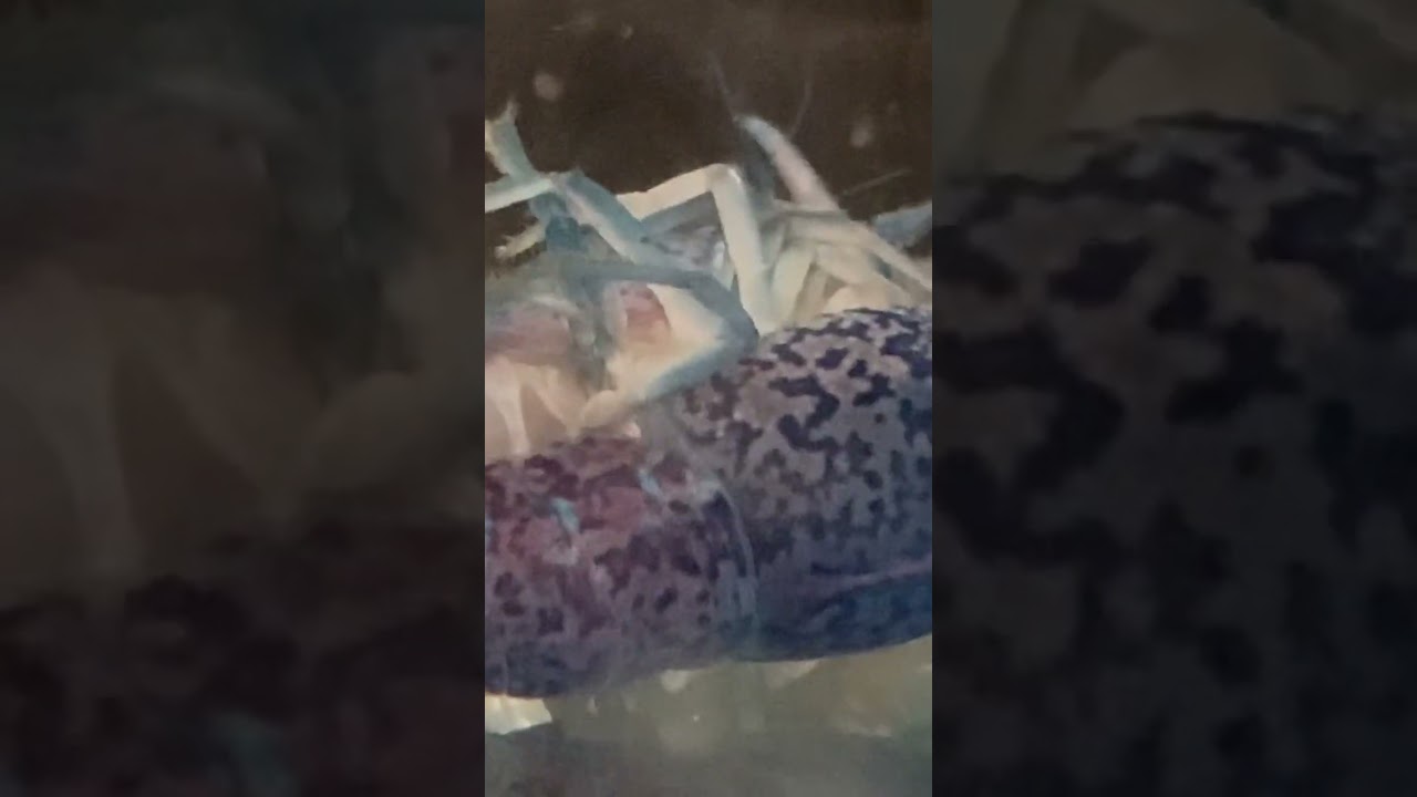 Breeding Tank (Aquarium Romance!) #breeding #shorts #viral