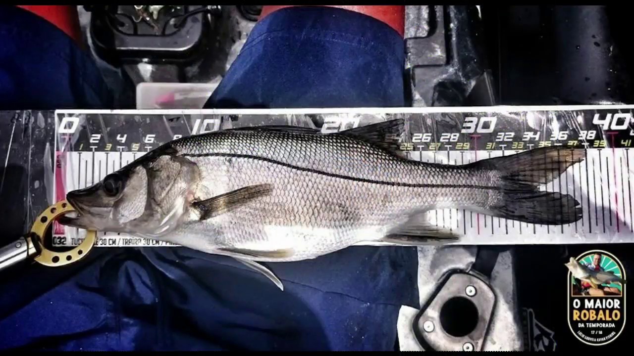 Pesca de robalos com Caiaque no litoral Paulista (s&oacute; no Plug)