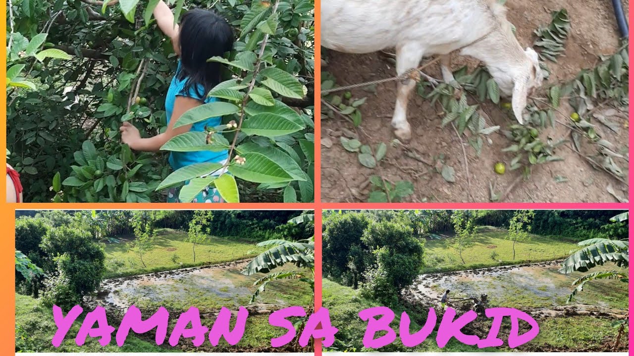 BAYABAS AT SAGING SA BUKID_YAMAN NG BUKID/Rustine jacob and mommy vlog