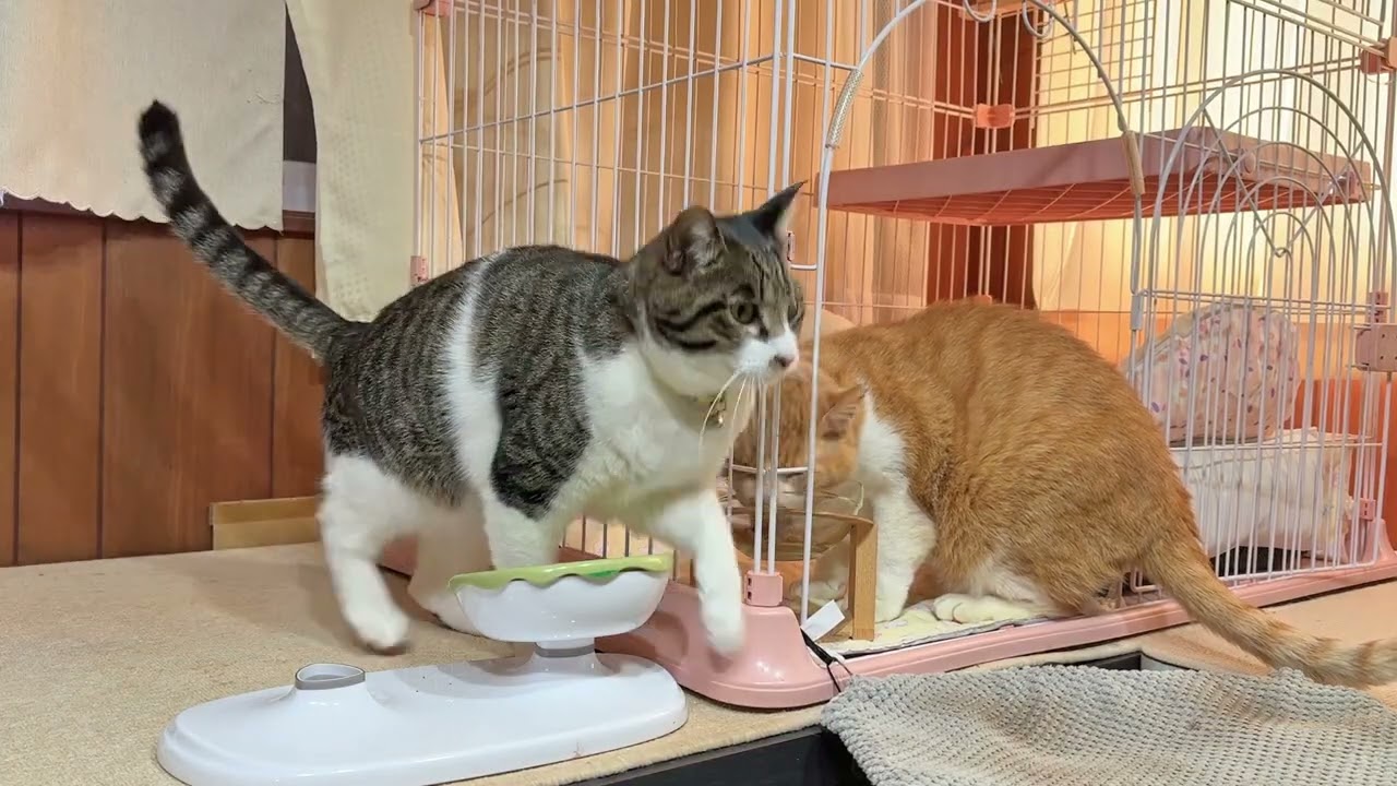 なかよし猫さんたちの朝ごはん【26年1月29日その1】