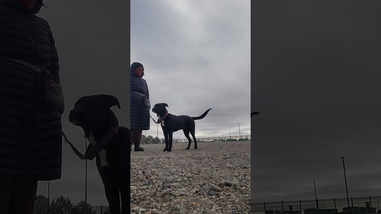 Rupert around the dogs at the dog park