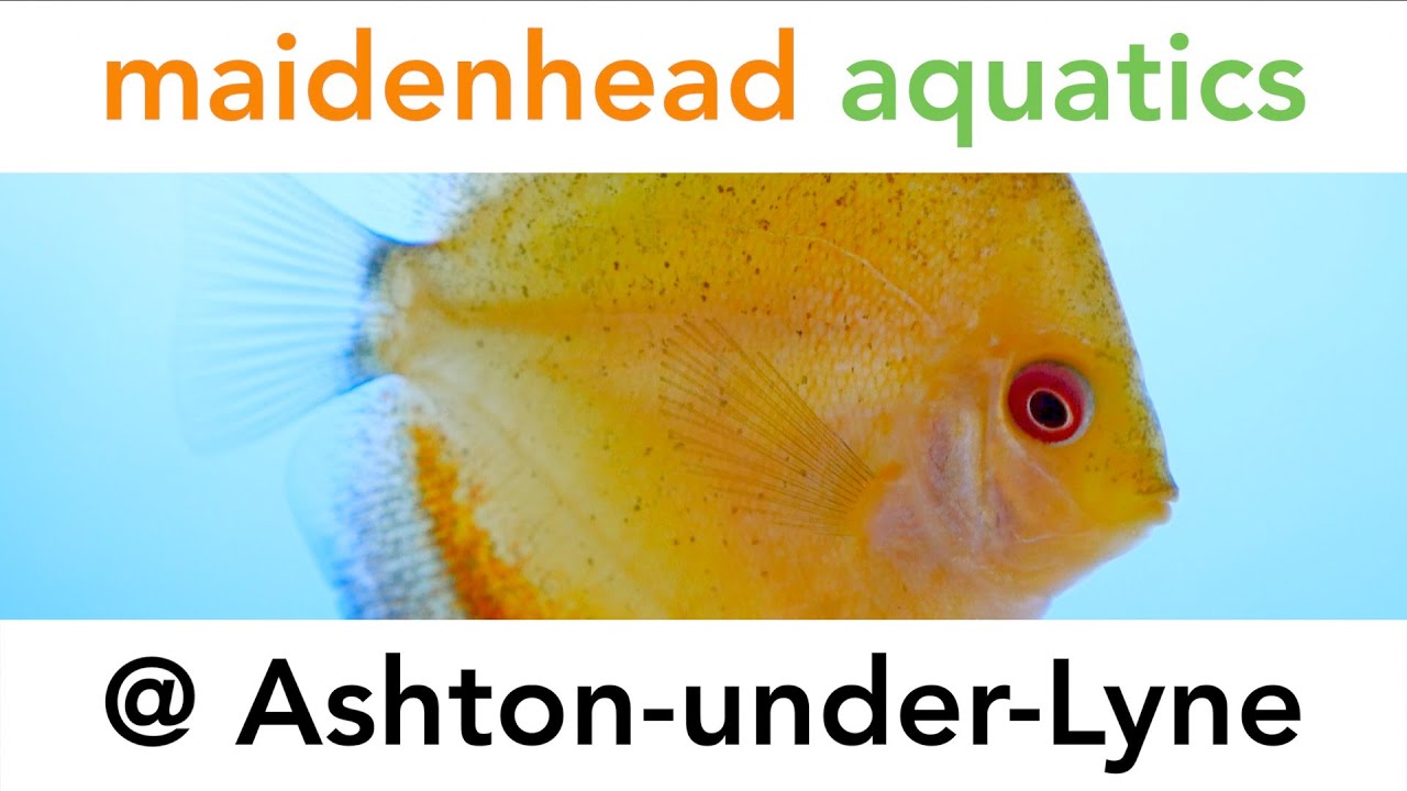 Maidenhead Aquatics @ Ashton-under-Lyne