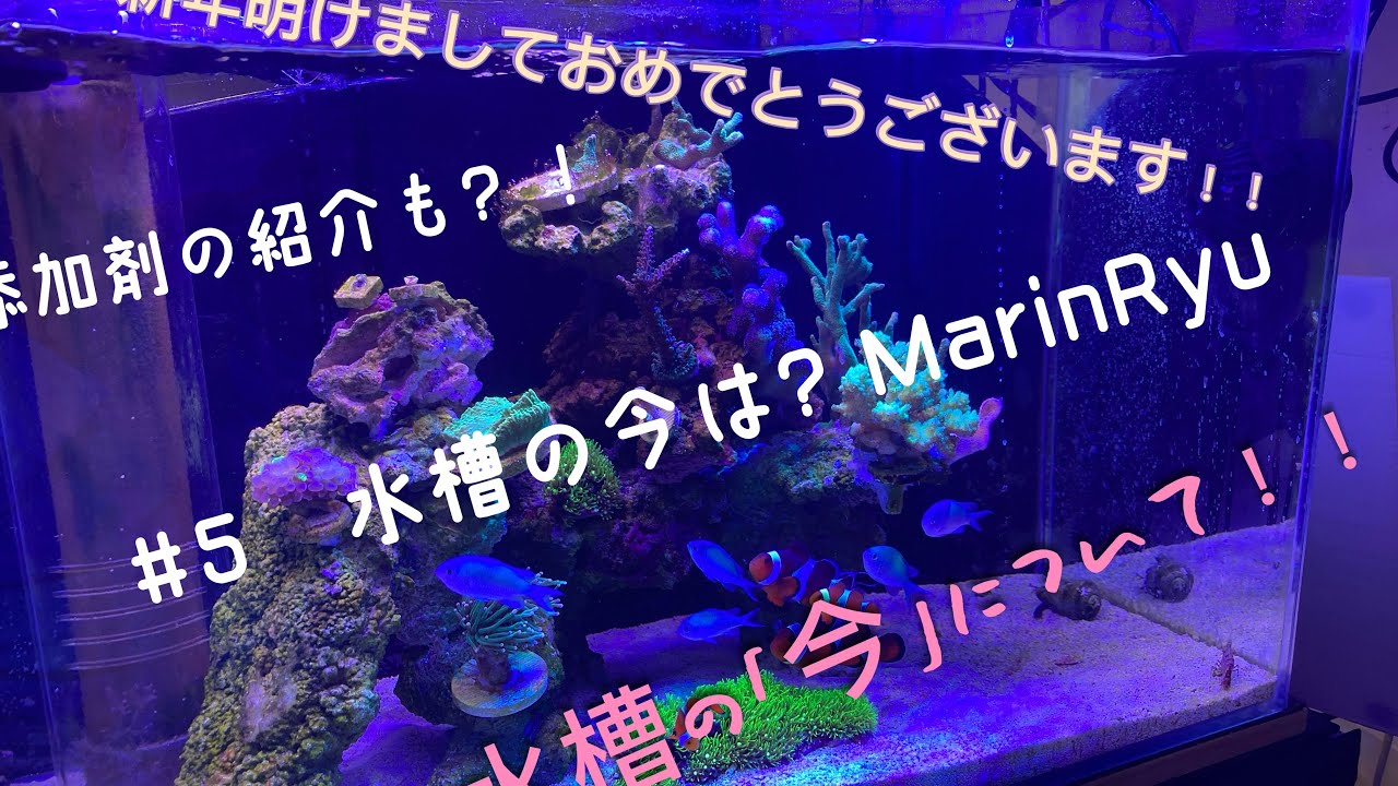 #5水槽の今は？　　MarinRyu 