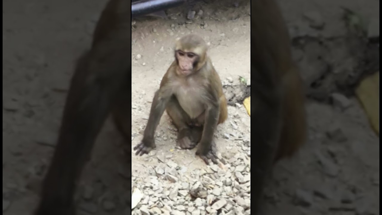Male cute 🥰 Monkey Jaipur Rajasthan India