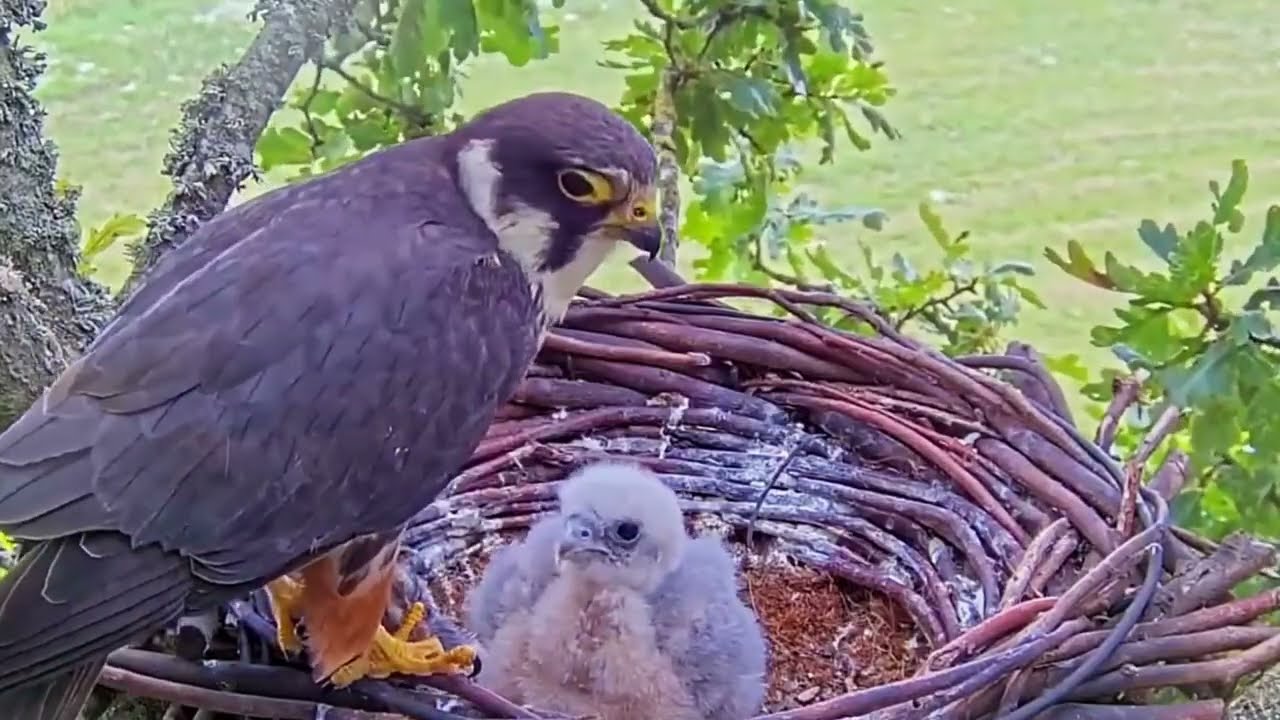 #falcon Cam4#81 Review baby birds in the nest - Dad and mother brings food to feed their chicks
