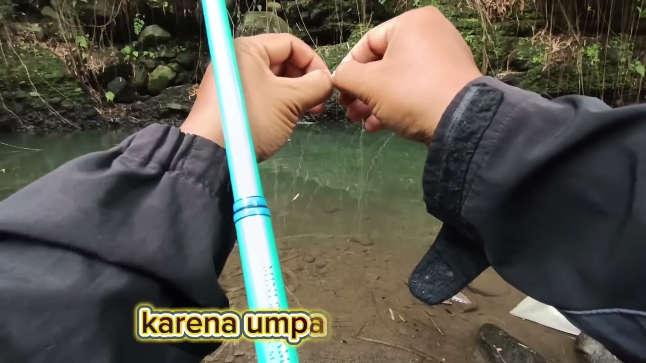 Umpan tempe mendoan sangat gacor ‼️sampai dikira pake umpan CD (cacing Darah) 