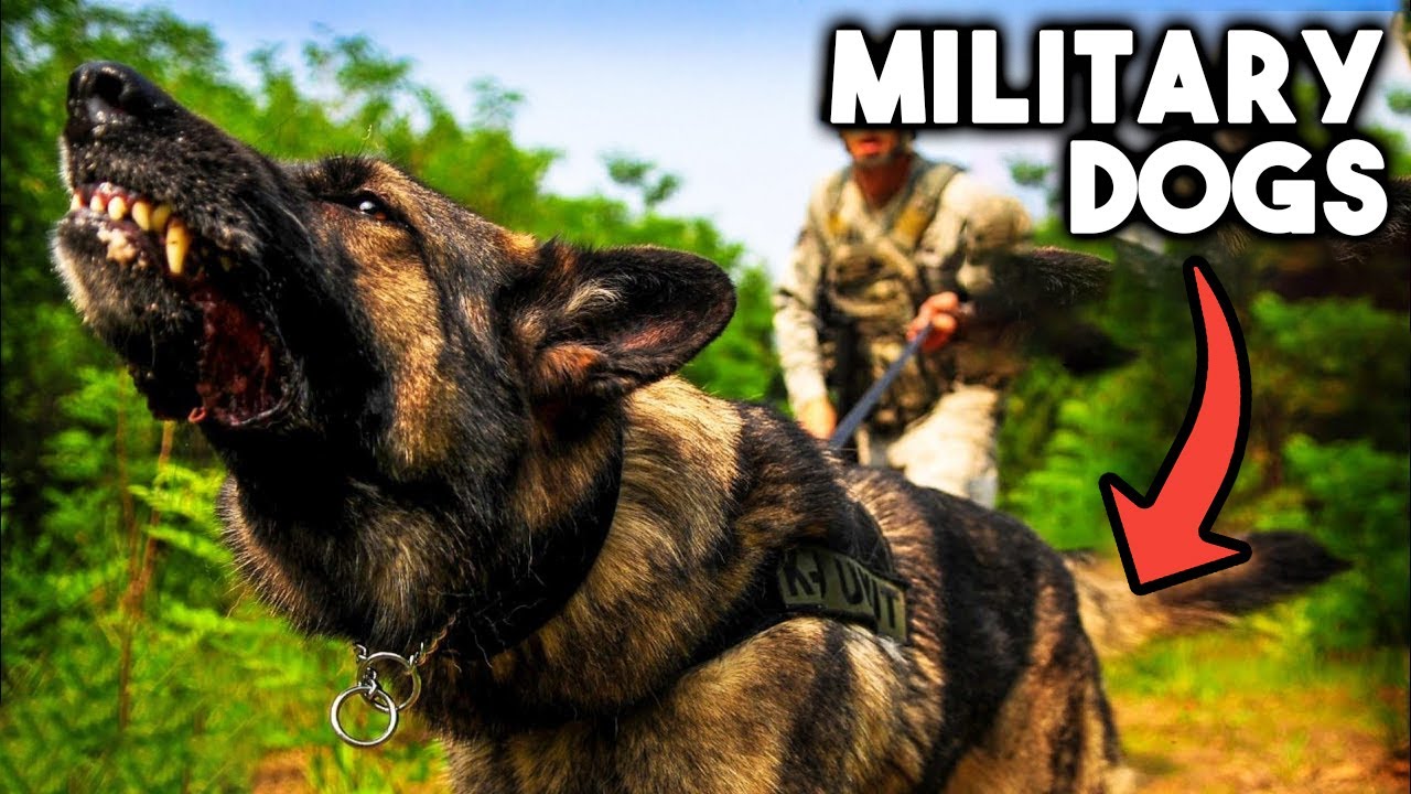 10 Ultimate Military And Police Dog Breeds