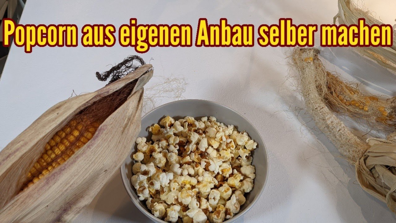 Popcorn selber machen aus eigenen Anbau