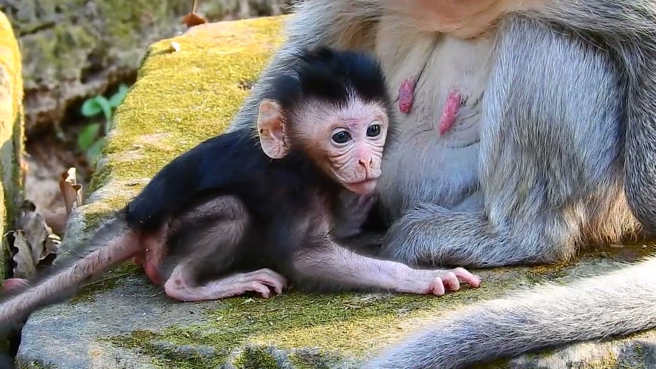 Baby monkey so cute and learn to walk!