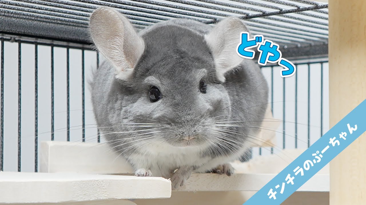 破壊し尽くして満足げなチンチラ