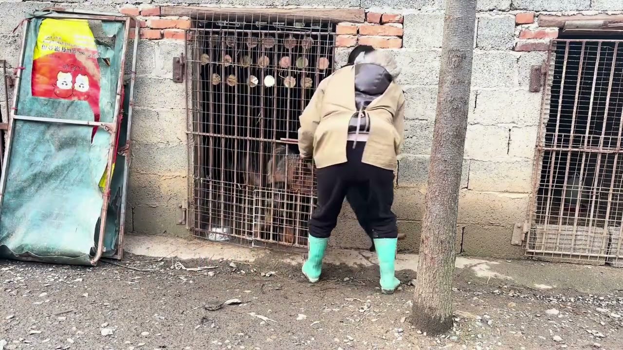 天氣原因一拖再拖，終于搞定17只德牧的二次疫苗 #德牧，疫苗，萌宠，狗狗，打针