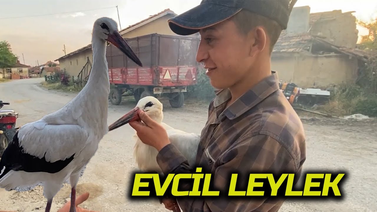 LEYLEK AVCISI YUNUS LEYLEĞİ EVCİLLEŞTİRDİ. GÜNLÜK İŞLER VLOG.