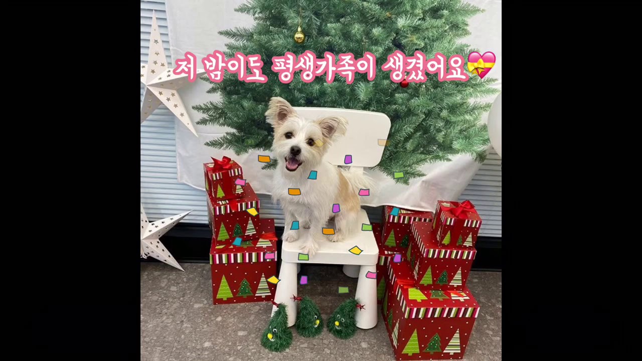 [개인구조] 첫 번째 아가 '밤이' story