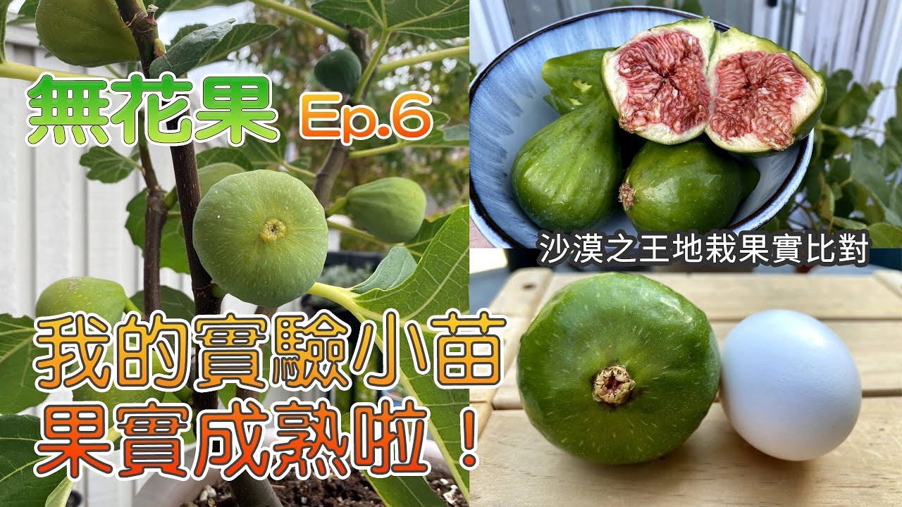 我的无花果实验小苗新枝结的果实成熟啦 | 地栽果实比鸡蛋还大，挂果量极高的无花果种植品种推荐 | 无花果第六期